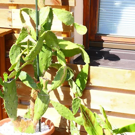 Apartment Wanna Rise *